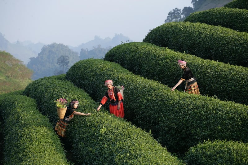 Diverse Culinary Experiences
